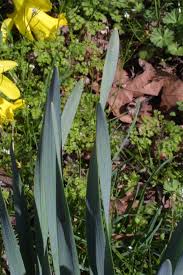 <p><span>Bulbous perennial with long, strap-like green leaves and trumpet-shaped yellow or white flowers. Used in gardens and landscapes.</span></p>