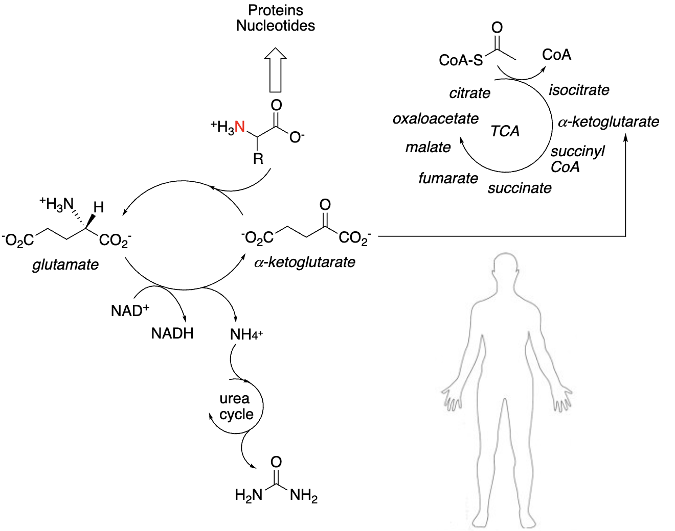 <p><strong>Amino Acids in the Body:</strong></p><ul><li><p>Unlike carbohydrates and fats, amino acids are _______; they’re _______:</p></li><li><p>Used for the synthesis of _______ and/or _______</p></li><li><p>Or catabolized to:</p></li><li><p>_______ & processed through _______</p></li><li><p>Carbon fuels & fed into the _______</p></li></ul><p></p>