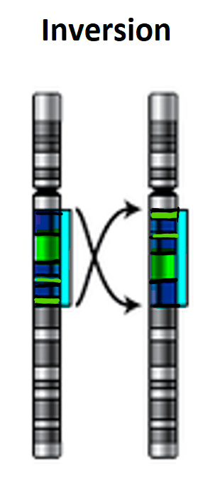 <p><span style="background-color: inherit; line-height: 23px;"><span>A segment of chromosome is inverted</span></span><span style="line-height: 23px;"><span>&nbsp;</span></span></p>