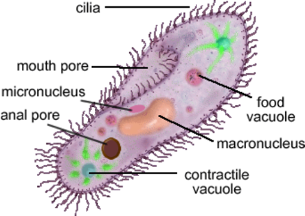 <p>-       Phylum ciliophoran</p><p>-       Uses multiple cilia covering cell membrane to move, travels along in spiral path rotating along sine wave</p><p>o   ex. Paramecium species</p><p>-       Micro and macro nucleus</p><p>-       Mouth/anal pore, specified pores for digestive functions</p><p>-       Perform conjugation (sexual reproduction)</p>