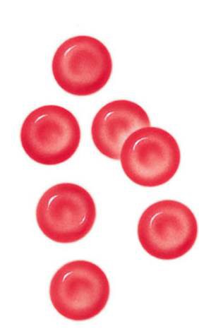 biconcave cells that contain the red pigment haemoglobin and carry oxygen around the body in the blood