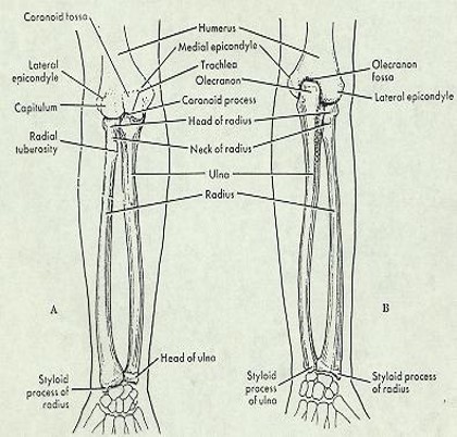 \-Body

\-Styloid Process

\-Ulnar Head