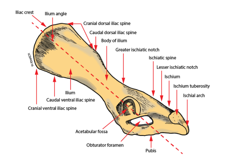 <ul><li><p>Pelvis (os coxae) is actually 3 bones on each side that are fused</p></li></ul><ol><li><p style="text-align: left;">Ilium</p></li></ol><ul><li><p>Wing</p></li><li><p>Cattle/horse: processes</p><ul><li><p>Medial: tuber sacrale – part of sacroiliac joint</p></li><li><p>Lateral: tuber coxae – point of hip</p></li></ul></li></ul><ol start="2"><li><p style="text-align: left;">Ischium</p></li></ol><ul><li><p>Caudal most part of pelvis</p><ul><li><p>Ischial tuberosities = Sitz bones</p></li></ul></li></ul><ol start="3"><li><p style="text-align: left;">Pubis</p></li></ol><ul><li><p>Medial</p></li></ul><p></p><ul><li><p>Obturator foramen</p></li><li><p>2 sides of pelvis joined with fibrocartilage</p></li><li><p style="text-align: left;">&nbsp;&nbsp;&nbsp;&nbsp; ventrally by pelvic symphysis</p></li><li><p>Union between ilium and sacrum is a</p></li><li><p style="text-align: left;">&nbsp;&nbsp;&nbsp;&nbsp;&nbsp; fibrocartilaginous joint – sacroiliac joint</p></li><li><p>3 bones come together at acetabulum</p><ul><li><p>Encloses head of femur to make coxofemoral (hip) joint</p></li></ul></li></ul><p></p>