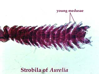 <p>Asexually via strobiliation</p>