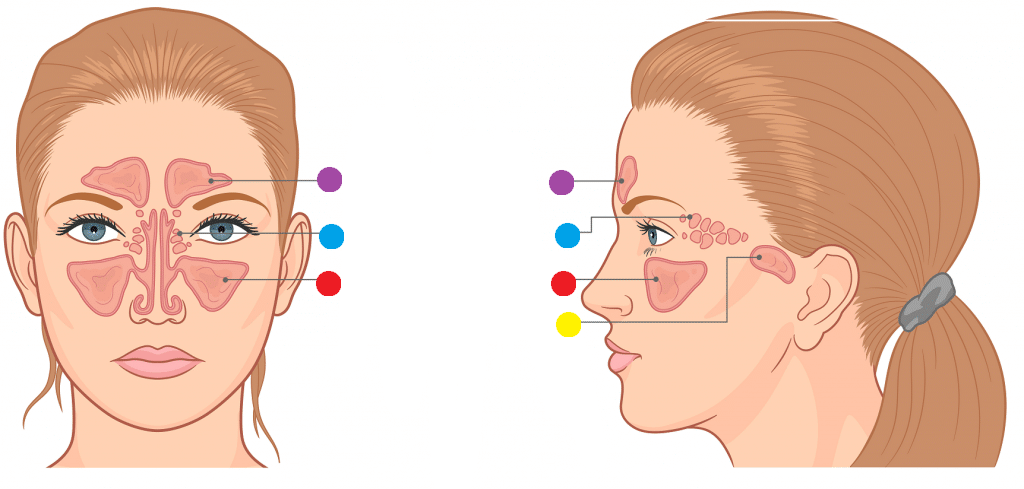 <p>Which one is the sphenoid sinus?</p>