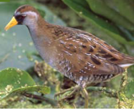 <p><span><span>Porzana carolina </span></span></p>