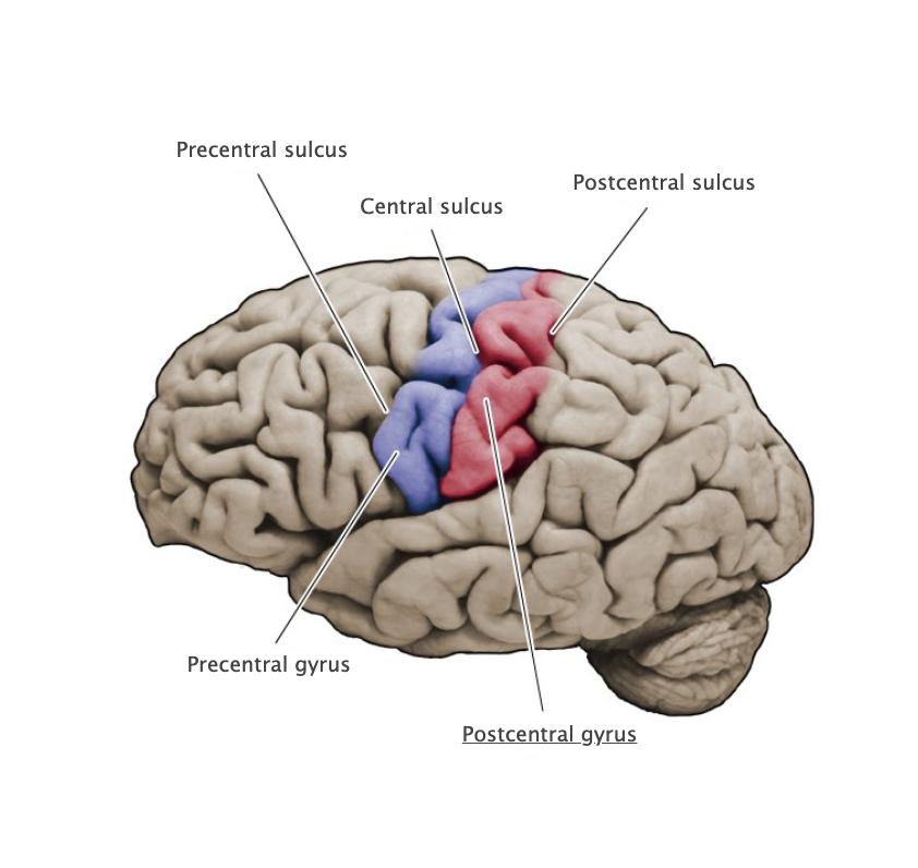 <p>Vertically oriented gyrus that forms the posterior bank of the central sulcus; this gyrus contains the primary somatosensory cortex.</p>