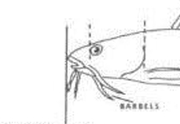 <p>A threadlike structure on the head; usually sensory</p>