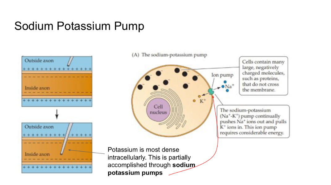 <p>It’s intercellular. Its particularly accomplished through sodium potassium pumps </p>