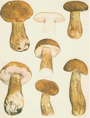 term image