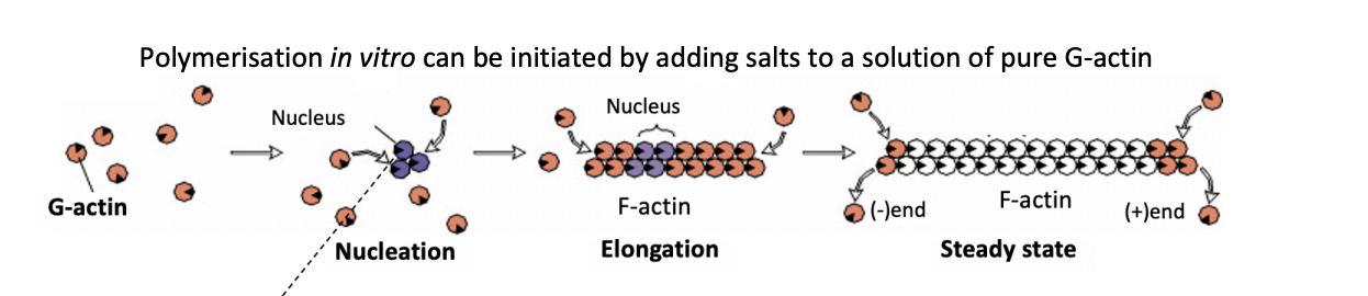 <ul><li><p>adding salts to a solution of pure G-actin</p></li></ul><p></p>