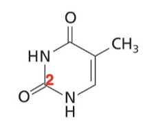 <p>Pyrimidine base with two O, two NH, and a CH<sub>3</sub>. Found in DNA</p>