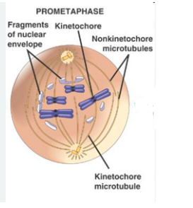 <ul><li><p>phosphphorylation of nuclear lamins by M-CDK causes the nuclear membrane to break down into small vesicles</p></li><li><p>spindle microtubules connect  to each chromosome at its kinetochore </p></li></ul>