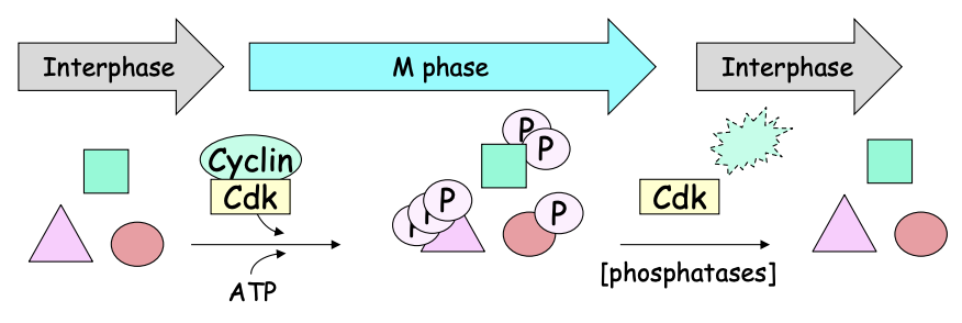<ol><li><p>cyclin binds to the Cdk</p><ul><li><p>cyclin activates cdk</p></li><li><p>controls its <strong>temporal </strong> and <strong>spatial</strong> function</p></li></ul></li><li><p>forms a kinase</p></li><li><p>phosphorylates the stuff for M phase </p><ul><li><p>S and T residues within the [S/T]PX[K/R sites</p></li><li><p>this substrate specificity is controlled too!</p></li></ul></li><li><p>cyclin is phosphorylated with <strong>phospatases</strong></p></li><li><p>Cyclin GONE→ no more M phase</p></li></ol><p>THEREFORE: regulation</p><p></p>
