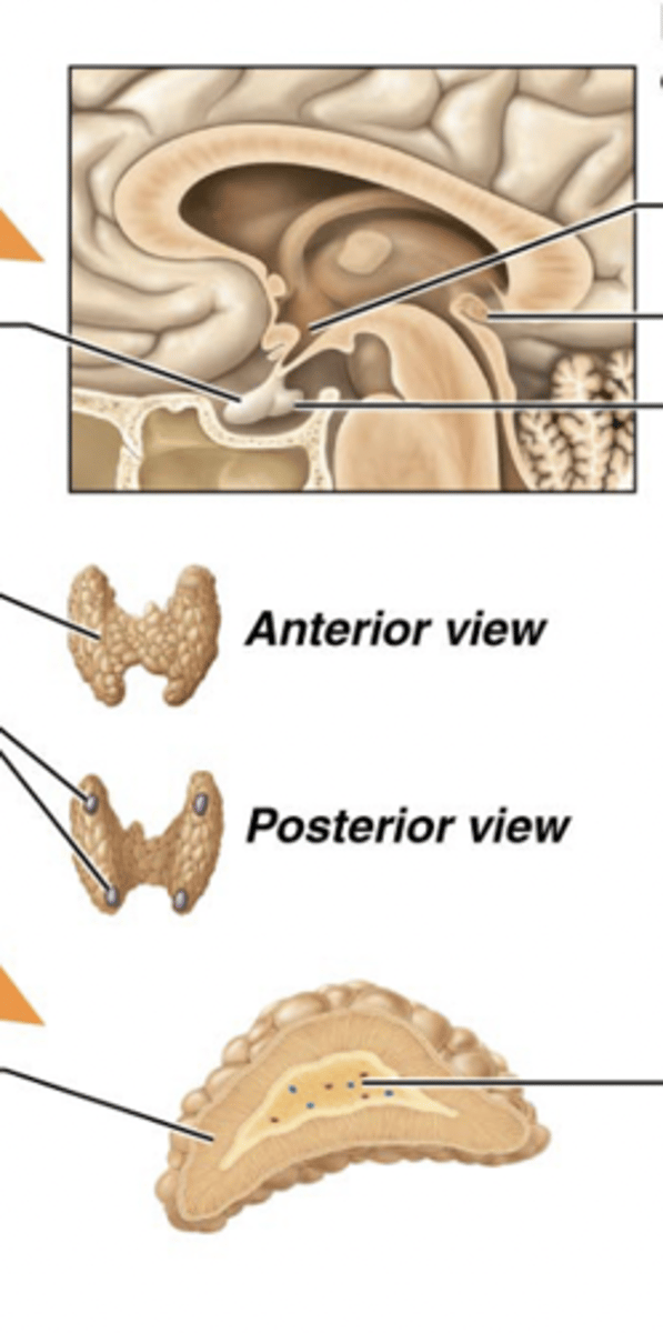 <p>right side arrows</p><p>Hypothalamus</p><p>Pineal gland</p><p>posterior pituitary gland</p><p>adrenal medulla</p><p>left side arrows</p><p>anterior pituitary gland</p><p>thyroid gland</p><p>parathyroid glands</p><p>adrenal cortex</p>