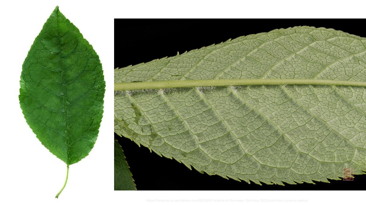 term image
