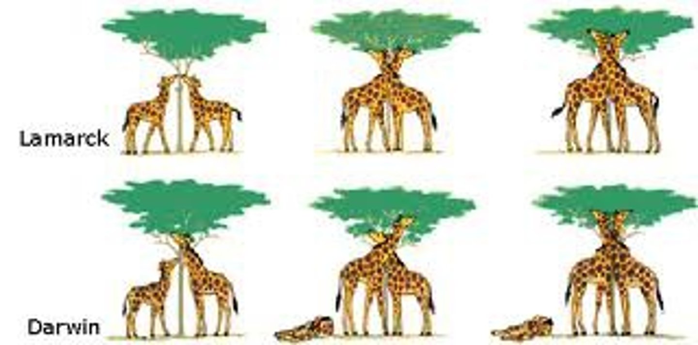 <p>Proposed theory that organisms pass on traits they acquire in their lifetime. Ex. giraffe necks</p>