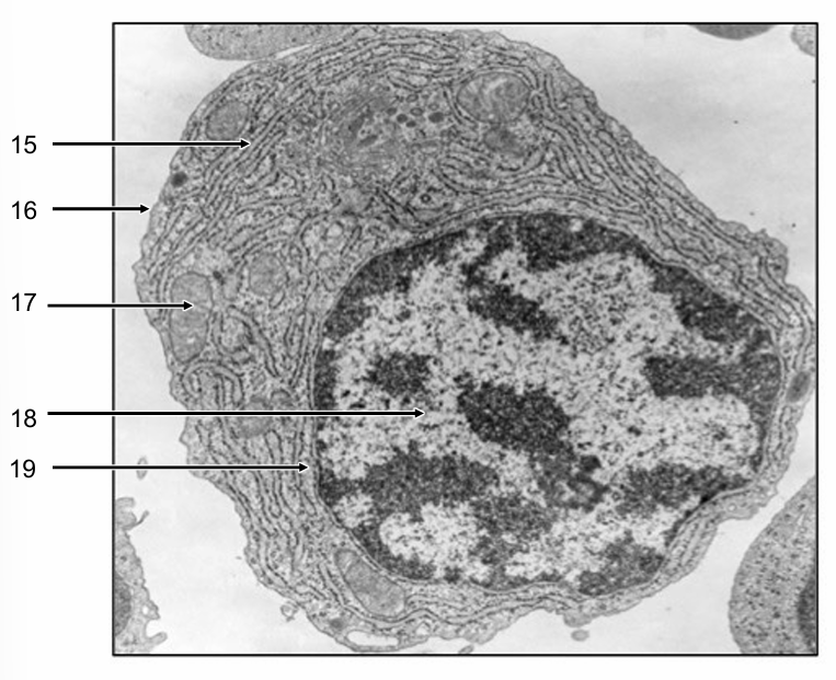 <p>Identify the structures labelled 15-19</p>