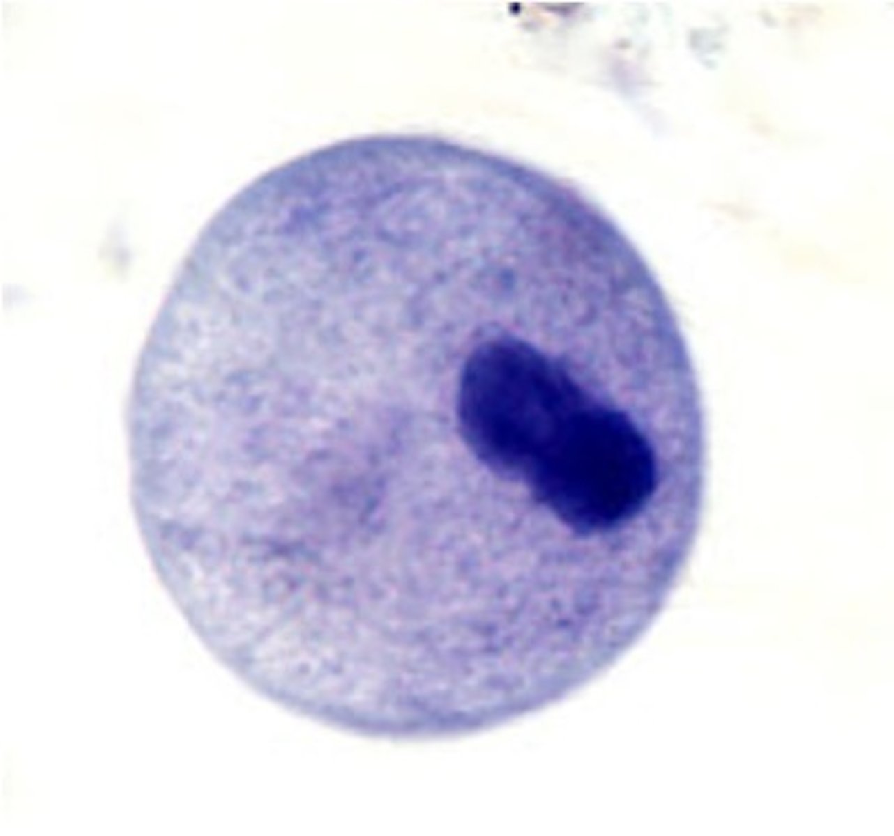 <p>oval in shape, has macronucleus (one big nucleus)</p>