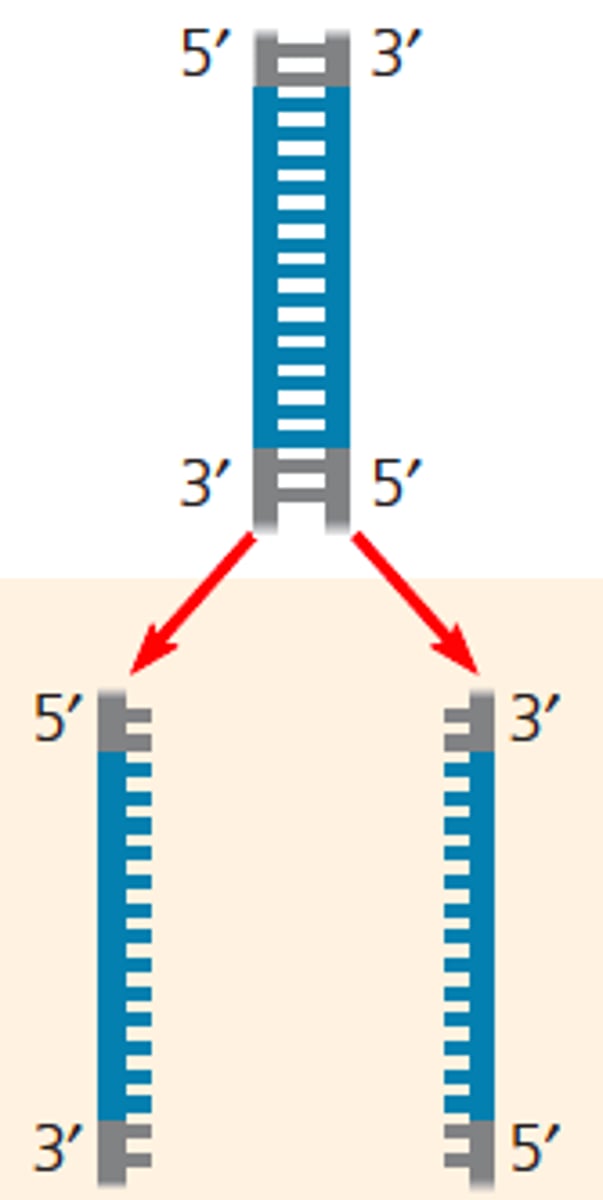 <p>-Step 1</p><p>-separation of the two strands of DNA</p><p>-Using high temperatures: 94 degree (boiling) to denature hydrogen-bonds between base pairs bases in two strands</p>