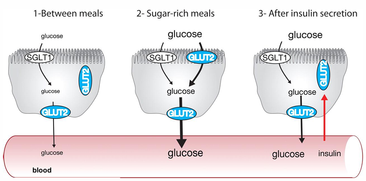 <p><span><em>GLUT 2 is always placed to allow glucose to enter the bloodstream. GLUT2 only comes to the surface of the cell to allow intake of glucose into cell when glucose is available (low affinity), so during carb rich meal. Then when insulin is released GLUT2 removes itself from the surface once again. Glut 2 however is used to move glucose from cells to blood constantly</em></span></p>
