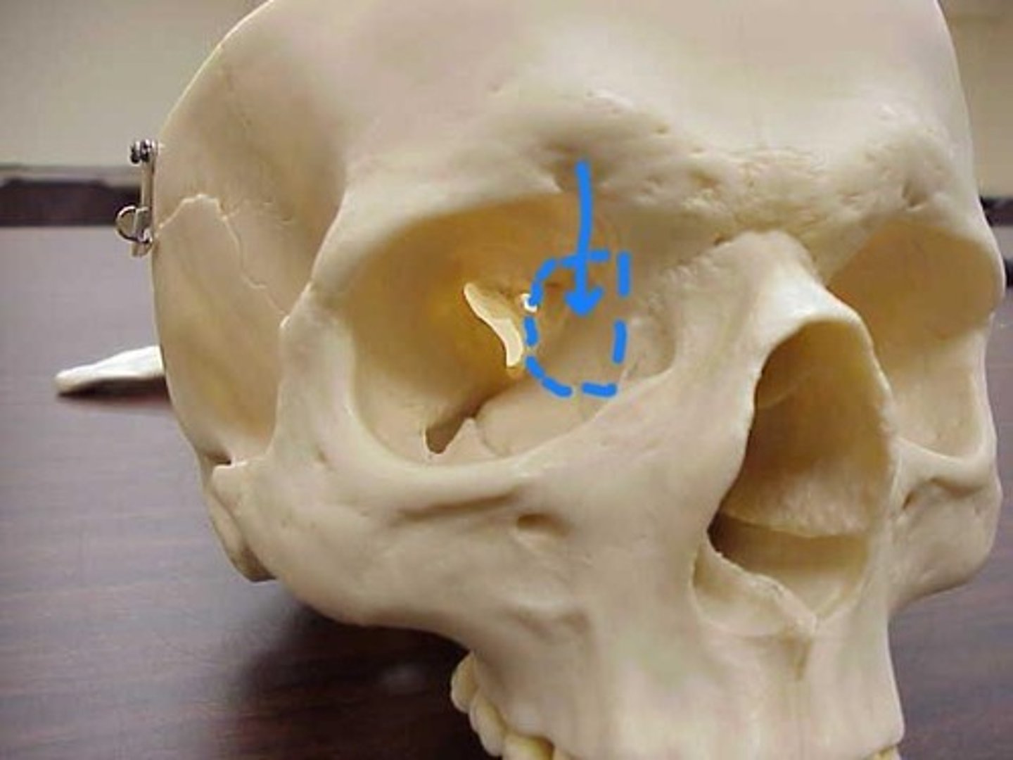 knowt flashcard image