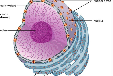 <p>What is this? What is its function?</p>