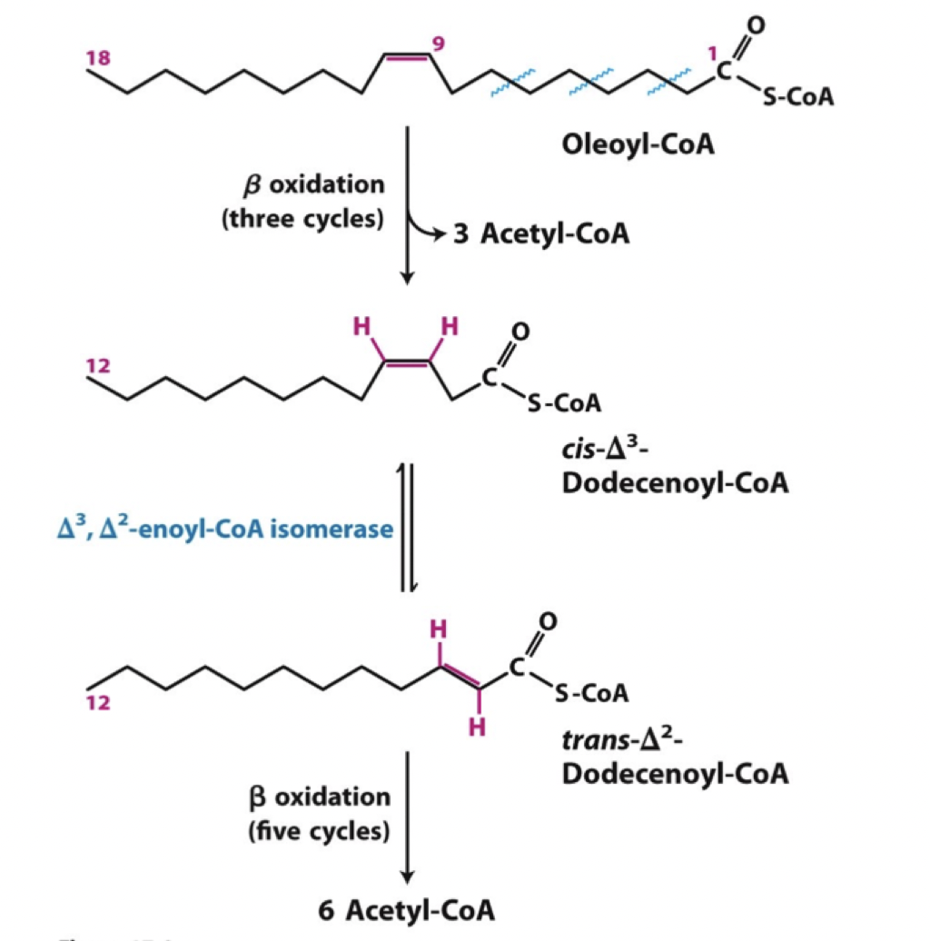 <p>Omättade fettsyror (dubbelbindning) kräver två extra enzymatiska reaktioner:</p><ul><li><p>Enoyl-CoA <strong>isomeras</strong></p></li><li><p>2,4-dienoyl-CoA <strong>reduktas</strong></p></li></ul>