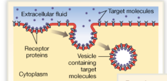 Chapter 2

What is receptor mediated endocytosis 