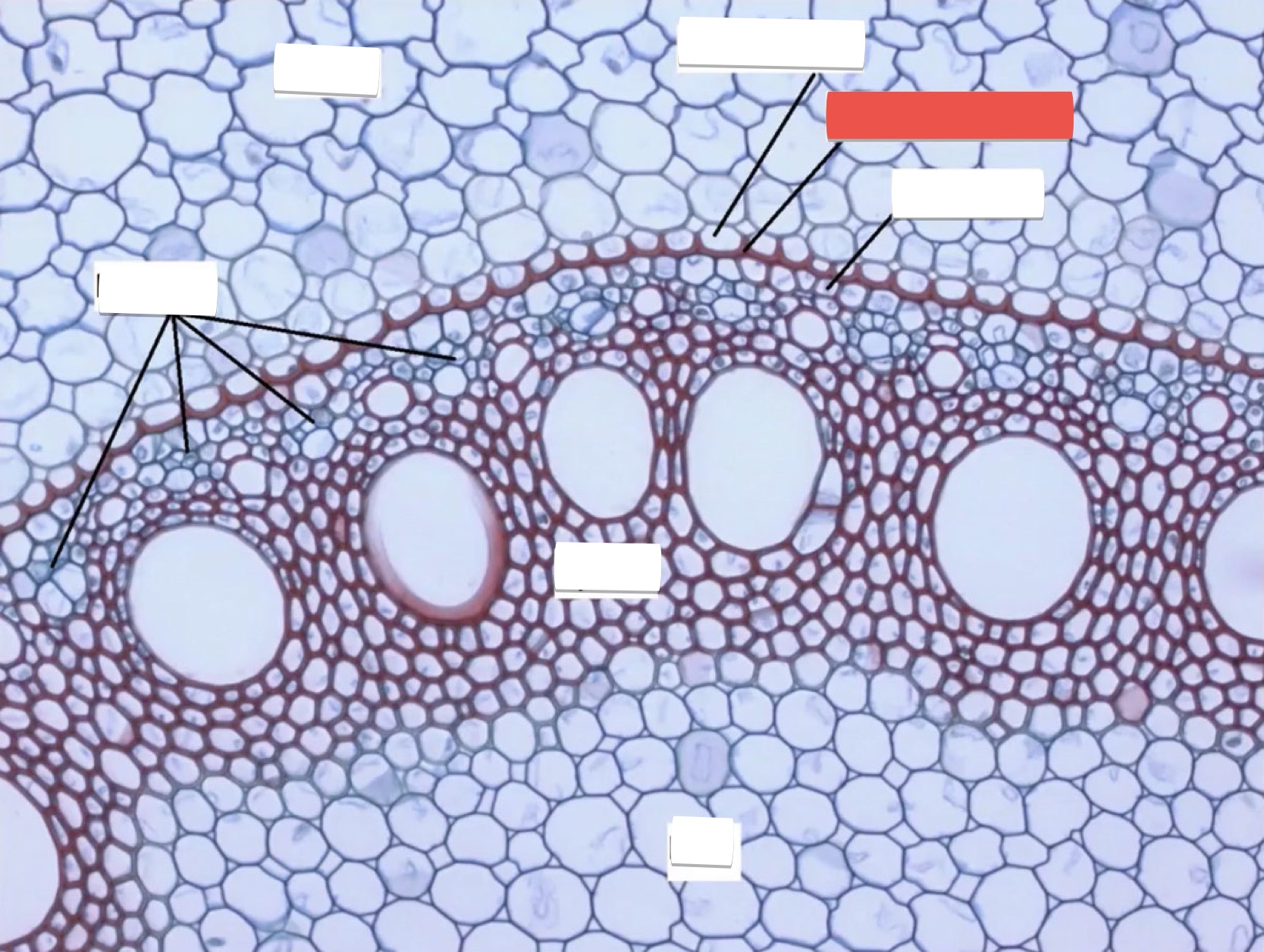 <p>identify the part in red</p>