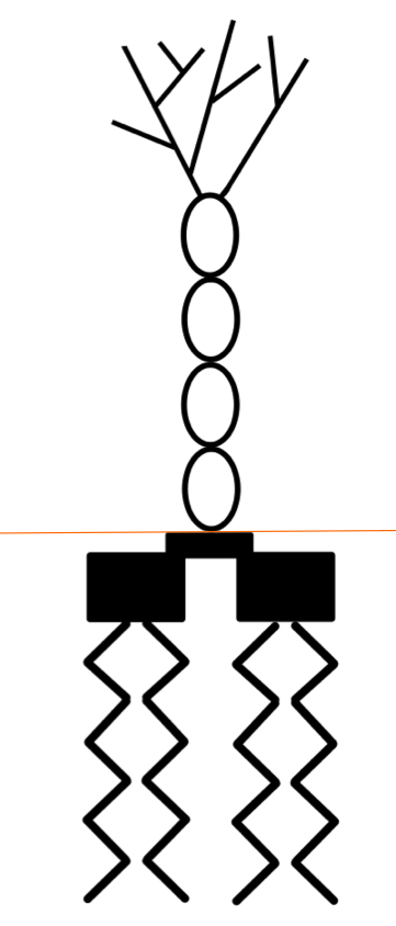 <p>Found an outer membrane of gram-negative bacteria. O-antigen: highly varied among species, important for immune response. Core polysaccharide- connects lipid A to O-antigen. Function as signaling molecules &amp; receptors. Lipid A- anchors into bacterial membrane, endotoxin → induces shock &amp; fever</p>