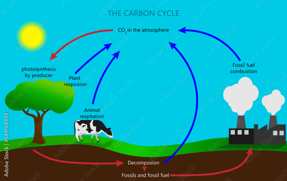 <p>Explain Carbon Cycle</p>