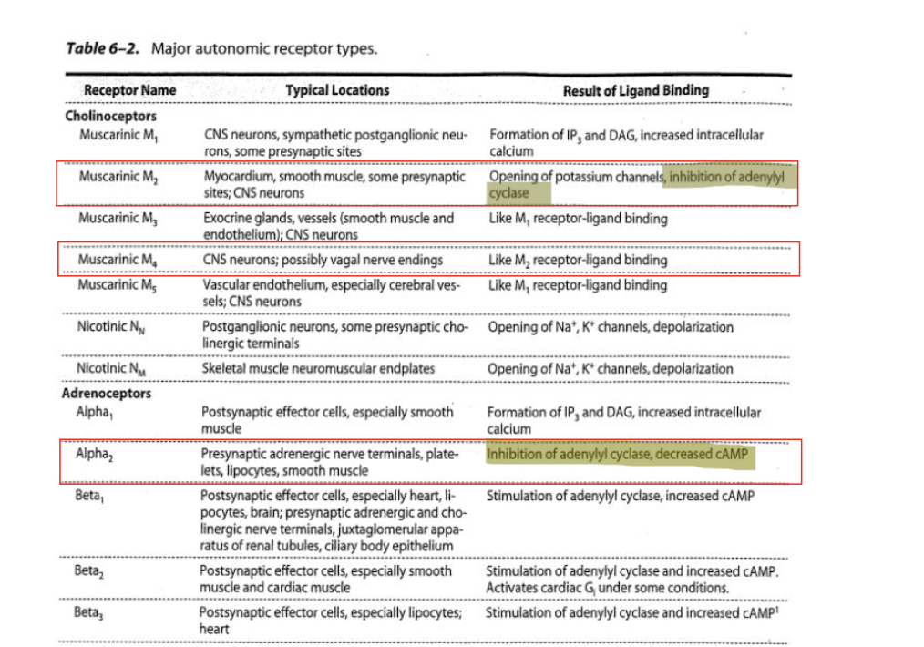 <ul><li><p>nerves of the ANS extend from CNS → smooth or cardiac muscles, organs and glands via a 2 neuron system; preganglionic and postganglionic</p></li><li><p>PNS</p><ul><li><p>pre-synaptic neuron → acetylcholine → nicotinic receptor</p></li><li><p>post-synaptic neuron → acetylcholine → muscarinic receptors M<sub>1</sub> - M<sub>5</sub></p></li></ul></li><li><p>SNS</p><ul><li><p>pre-synaptic neuron → acetylcholine → nicotinic receptor</p></li><li><p>post-synaptic neuron → acetylcholine (muscarinic receptor), norepinephrine (adrenergic receptors <span>α</span>1<span>, α</span>2, <span>β</span>1, <span>β</span>2, <span>β</span>3)</p></li></ul></li><li><p>nicotinic receptors are located on post-gangiolinic neurons of the sympathetic and parasympathetic cell bodies</p><ul><li><p>respond to the binding of ACH which causes excitatory effect</p></li></ul></li><li><p>muscarinic receptors located on ALL parasympathetic effector cells and some (sweat glands) sympathetic effector cells</p><ul><li><p>respond to binding of ACH and have excitatory or inhibitory effect </p></li></ul></li><li><p>adrenergic receptors located on most sympathetic effector cells</p><ul><li><p>respond to the binding of NE which may have excitatory or inhibitory effect</p></li></ul></li></ul><p></p>