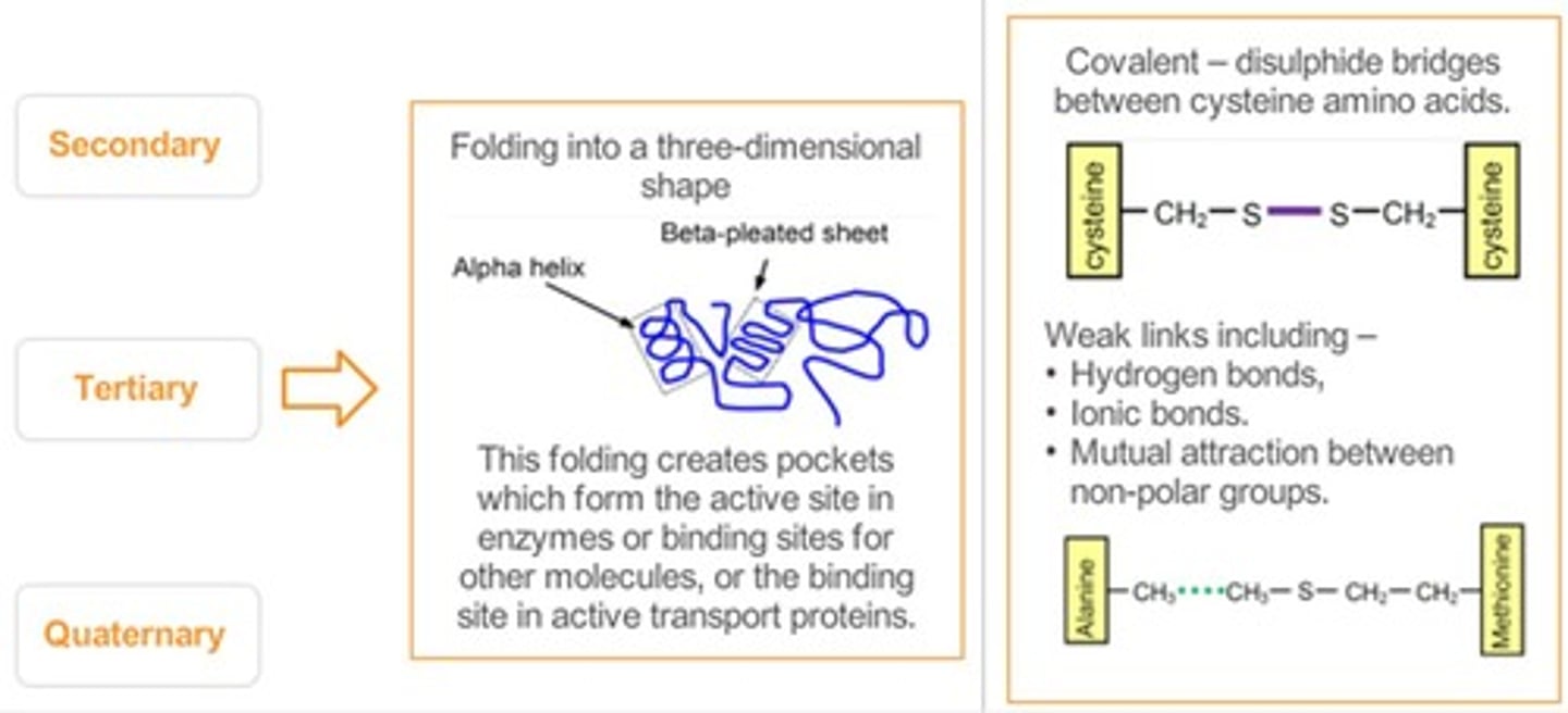 <p>Covalent bonds between cysteine side chains stabilizing structure.</p>