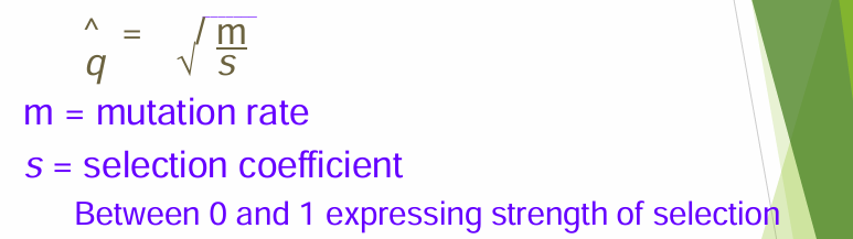 <p>Deleterious Recessive allele at equilibrium</p>