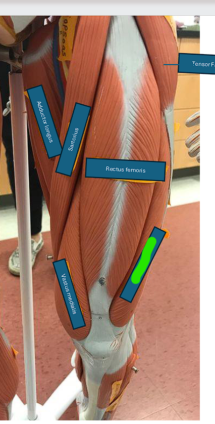 <p>Extends the leg </p>