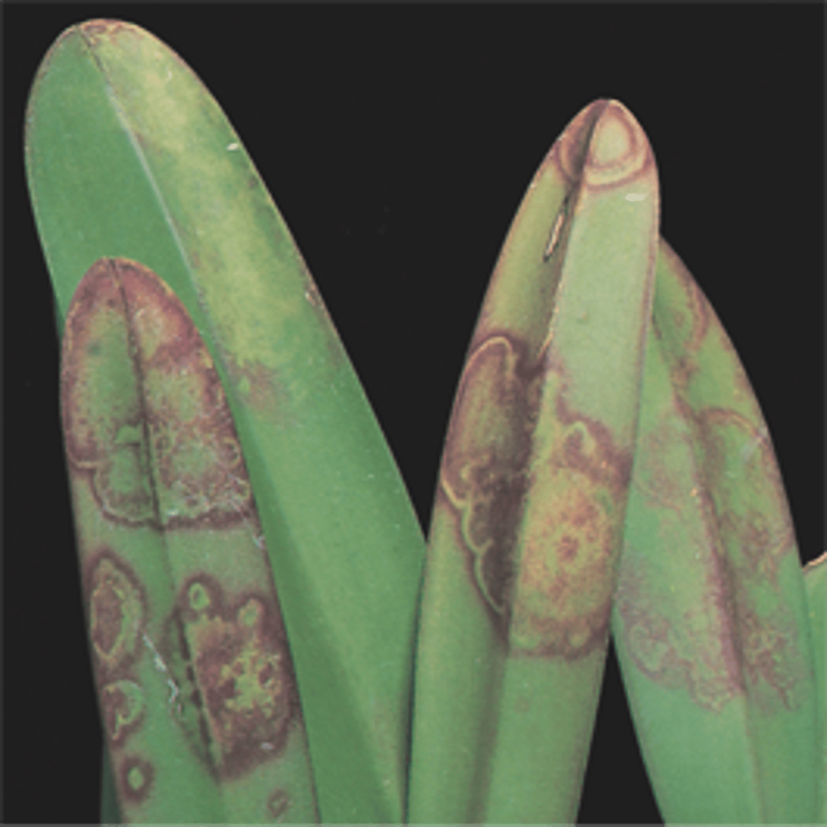 <p>a <b>plant virus</b> cause by <b>contact with diseased plants</b> <br>- causing <b>mosaic patterns</b> and <b>reduced yields</b><br>- due to a <b>lack of chlorophyll</b><br>- causing <b>discolouration</b> <br>- thus <b>less photosynthesis</b><br>- <b>unable</b> to be <b>cured</b> with <b>chemicals</b>: <b>no treatment</b><br>- need good <b>field hygiene, pest control</b> or using <b>virus free seedlings</b></p>