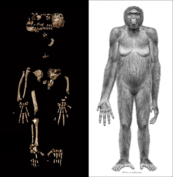 <ul><li><p>Found after Lucy, but is dated to be older than her</p></li><li><p>Around 4.4 mya</p></li><li><p>Found in Ethiopia</p></li><li><p>4 feet 110 pounds</p></li></ul>