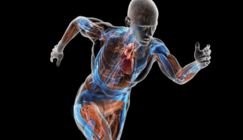 <p>study of the structures that make up the human body and how they relate to each other</p>