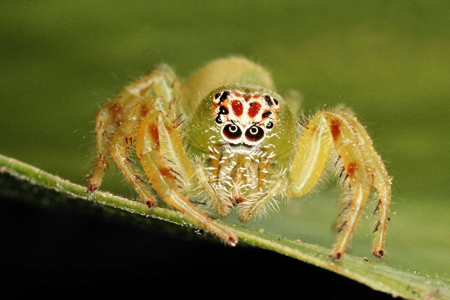 <p><span>Some, like the Black Widow or Brown Recluse, can deliver medically significant bites causing local and systemic symptoms. Most spider bites are harmless.</span></p>