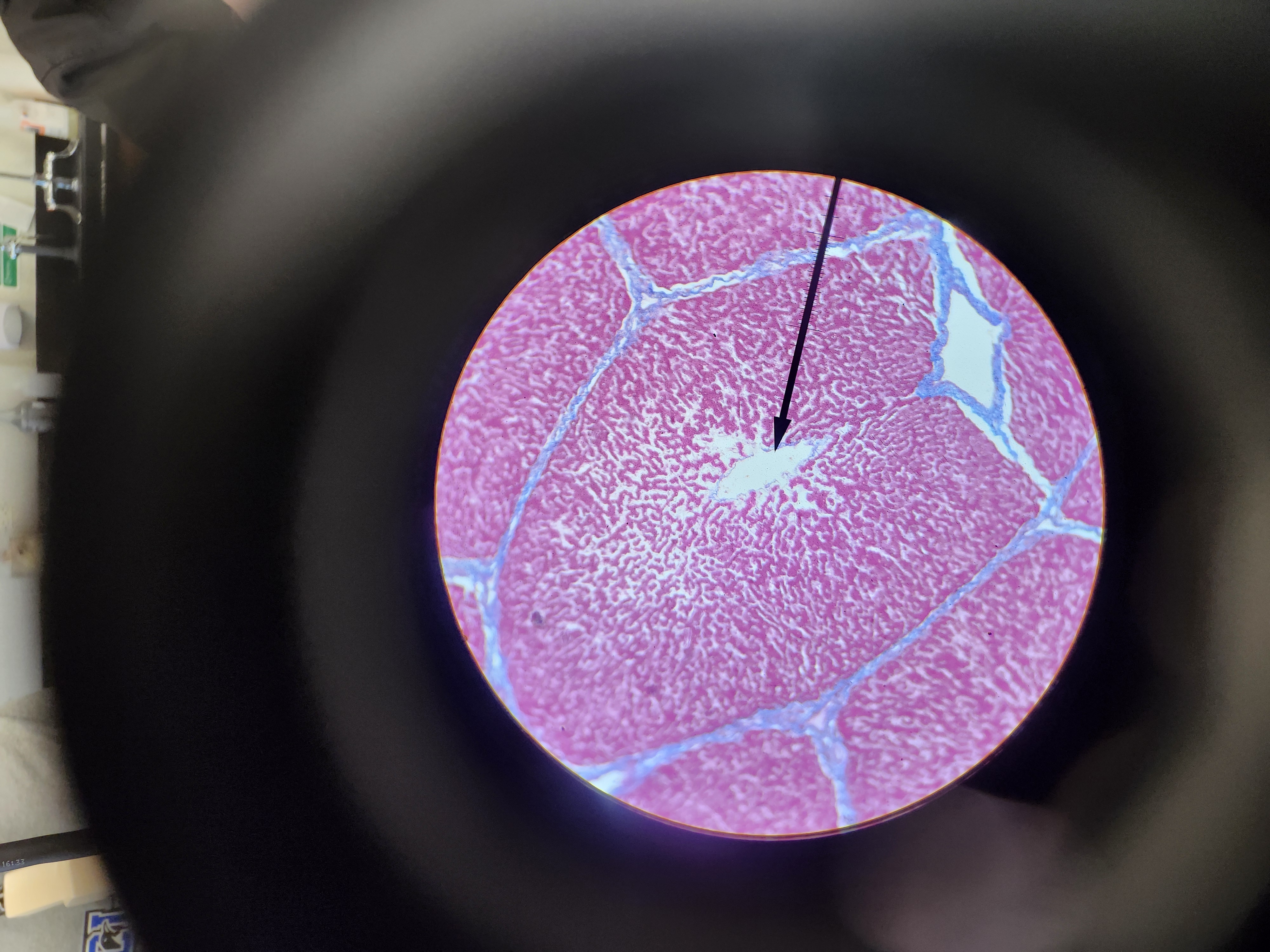 <p>[Histology] </p>