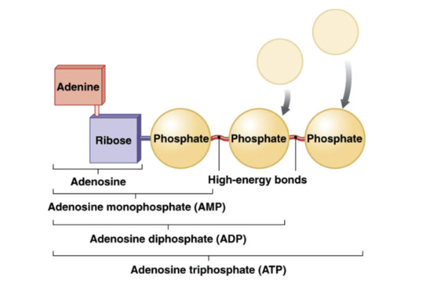 <ul><li><p>currency of energy</p></li><li><p>formed by attaching/ phosphate groups to adenosine (adenine + ribose)</p><ul><li><p>phosphorylation = adding phosphate group</p></li></ul></li><li><p>tri  = 3 phosphate groups</p></li><li><p>release energy when ATP (tri) is broken to generate ADP (di)</p><ul><li><p>relies on ATPase enzyme</p></li></ul></li></ul><p></p>