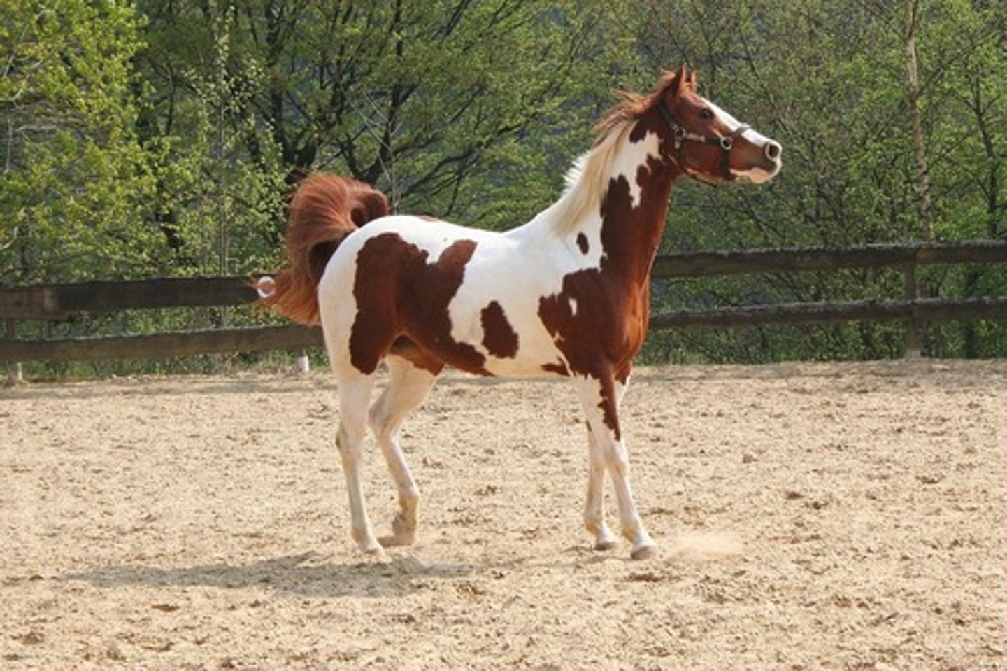 <p>color patterns/type of spotting:</p><p>white crosses the back</p>