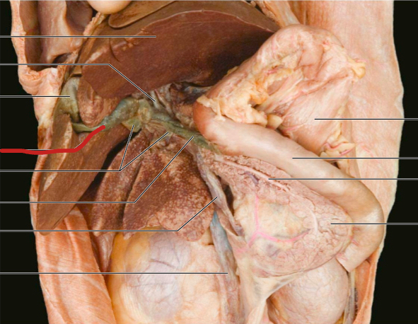 <p>carries bile from gall bladder to intestines</p>