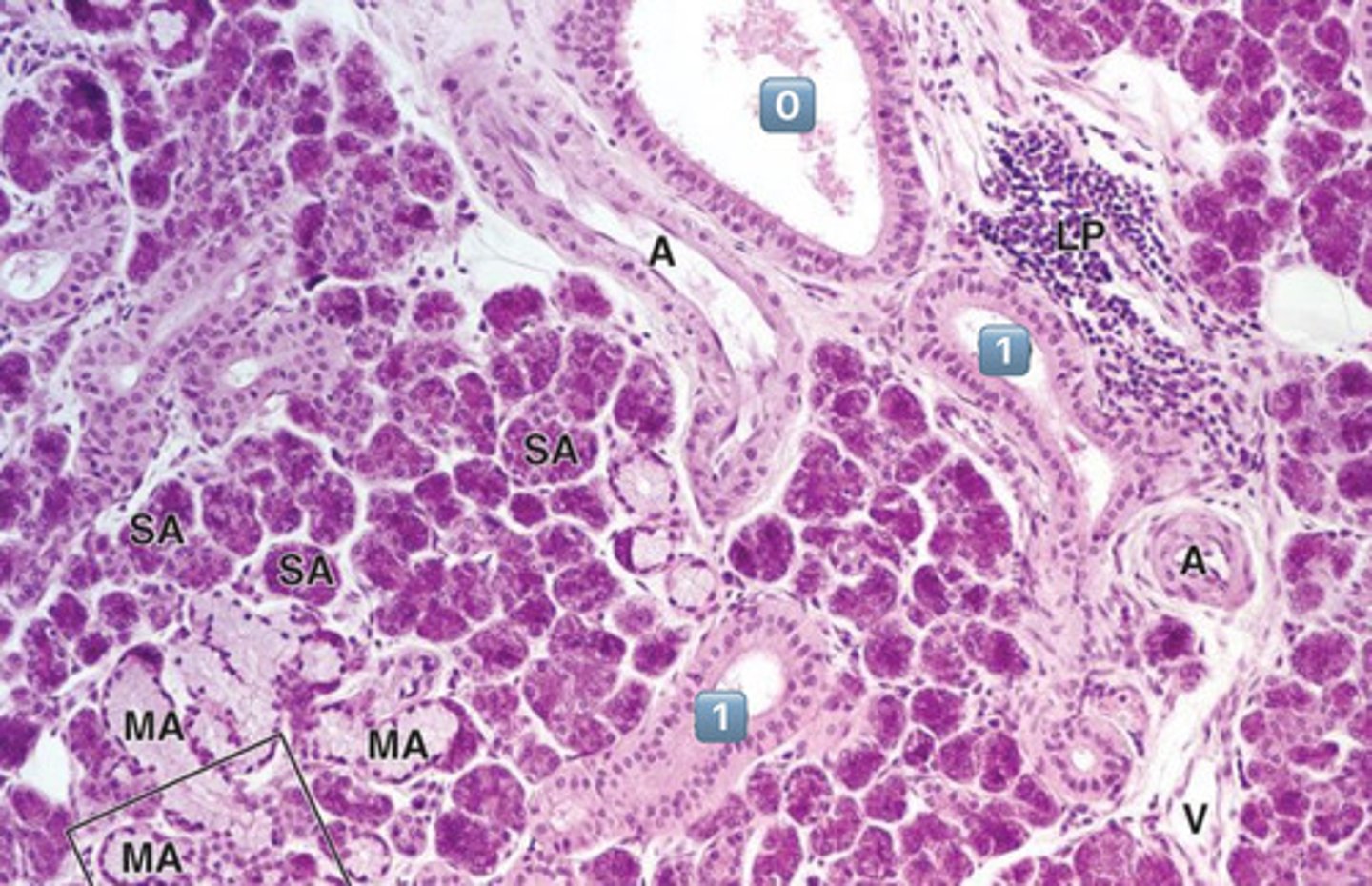 <p>excretory duct</p><p>- no salivary modification happens here</p>