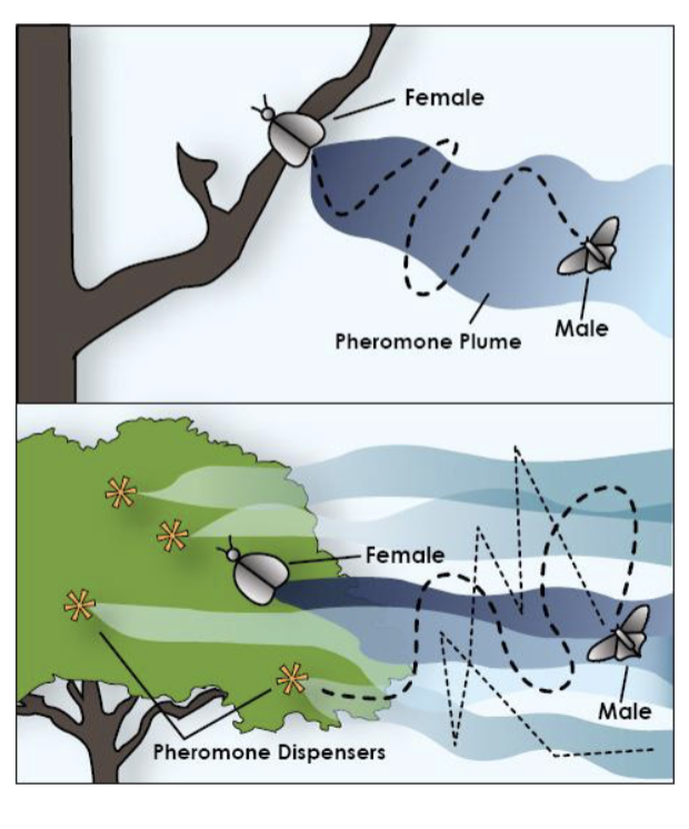 <ul><li><p>female releases a volatile mate attraction pheromone</p></li><li><p>male follows odor plume upwind using zigzag pattern</p></li></ul><p>Artificial pheromone dispensers can cause males to get lost and disrupt mate finding</p>