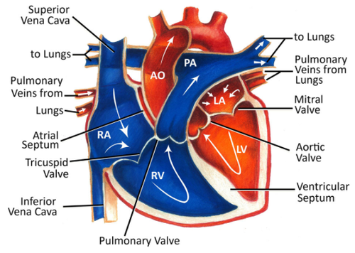 Blood flows in through the veins and out through the arteries.
1. Blood flows in through the vena cava and the pulmonary vein.
2. The blood goes into the aorta and the aorta contracts allowing the blood to flow into the ventricles.
3. The ventricles then contract to push the blood out of the pulmonary artery and the aorta