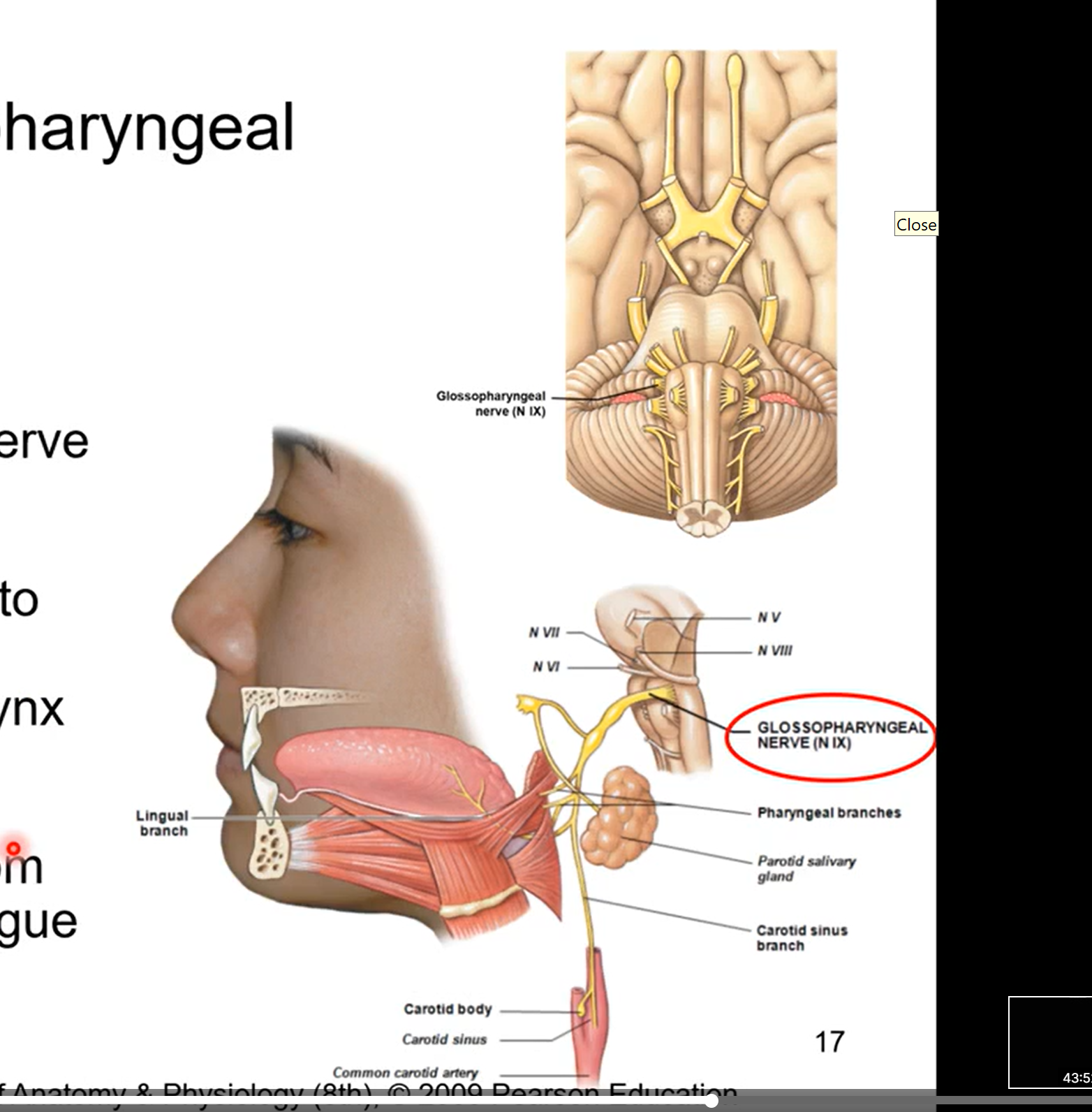 <ul><li><p>motor and sensory</p></li><li><p>motor nerve for swallowing</p></li><li><p>parasympathetic nerve to parotid gland ( gland in cheek)</p></li><li><p>visceral (organ) sensation to carotid body and carotid sinus, pharynx and middle ear. give info about blood pressure</p></li><li><p>sense of taste from posterior 1/3 of tongue</p></li><li><p>glossal= tongue</p></li><li><p>pharynx= throat</p></li></ul><p></p>