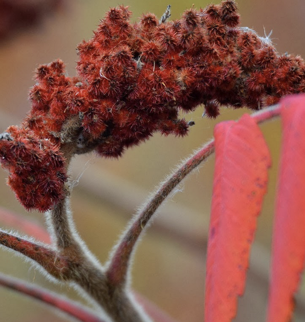 <p><em>Rhus typhina</em></p><p>Anacardiaceae</p>