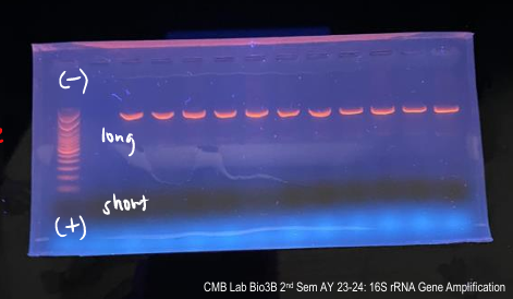 <p>a procedure that reveals stained DNA via ultraviolet transillumination (280-320 nm)</p>